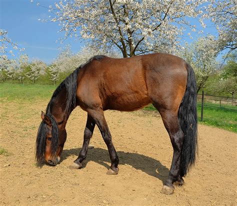 17 British Horse Breeds (With Pictures) | Pet Keen