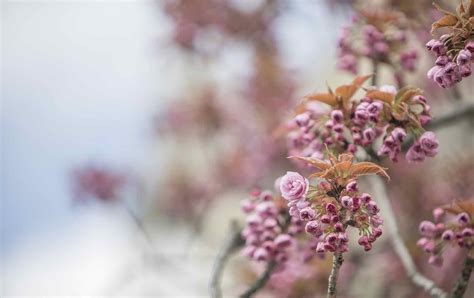 Blooming Paris: Where to See Spring Flowers in Paris - Paris Perfect