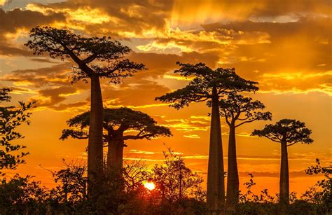 Download Madagascar Sunset Nature Baobab Tree HD Wallpaper