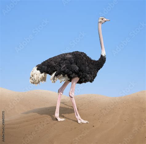 ostrich in desert Stock Photo | Adobe Stock