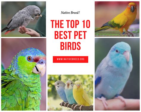 The Top 10 Best Pet Birds - Native Breed.org