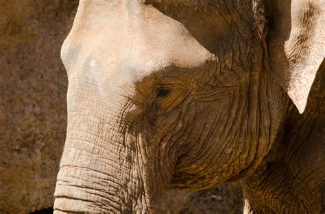 Asian Elephant, Belfast Zoo | A few shots from our day out a… | Flickr