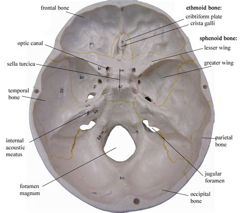 foramina of the skull - Google Search | Anatomically Correct | Pinterest