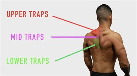 Trap Exercises For Muscle Growth (4 Exercises To Add To Your Routine)