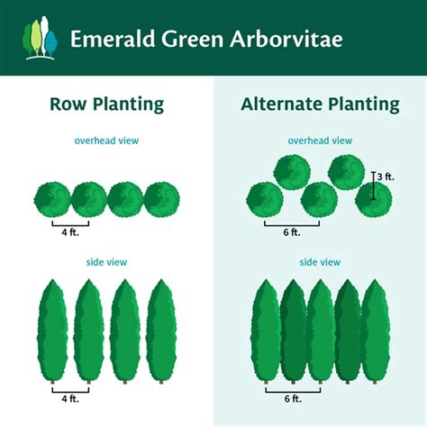 Emerald Green Arborvitae Spacing And Growth Rate | Emerald green ...