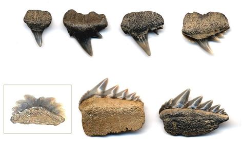 Calvert Cliffs - Symphyseal Cow Shark Tooth? - Fossil ID - The Fossil Forum