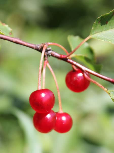 Pin Cherry for Sale - TreeTime.ca