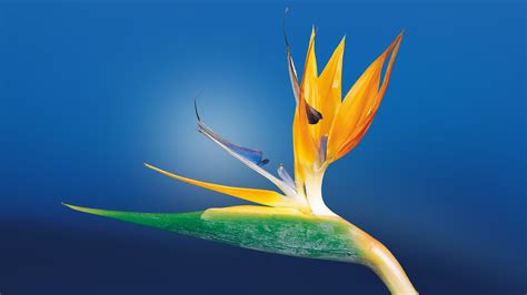 Bird of Paradise Flower Wallpapers | HD Wallpapers | ID #16599