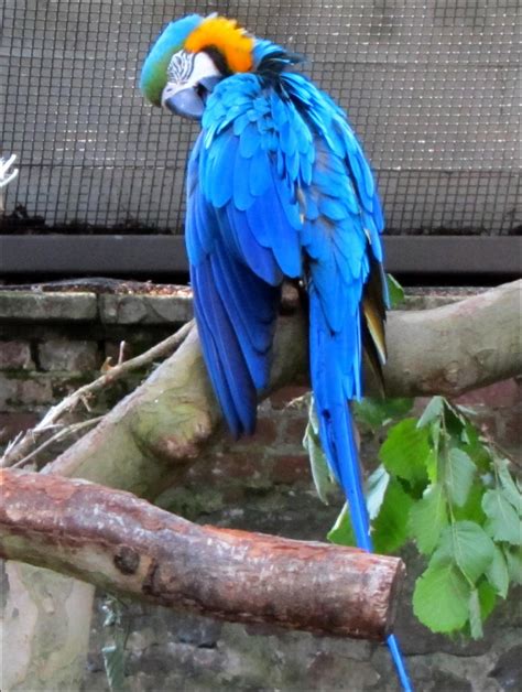 Blue parrot by April-Mo on deviantART