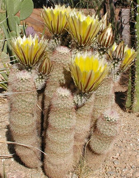 Clustered rainbow cactus : r/cactus