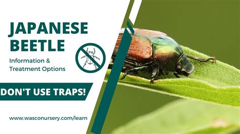 Japanese Beetle Treatment & Control Methods - YouTube