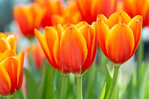 Premium Photo | Yellow and orange tulips in a garden