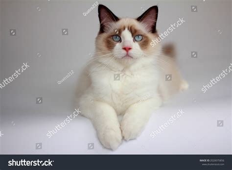 Beautiful Seal Bicolor Ragdoll Cat Sitting Stock Photo 2020075856 | Shutterstock