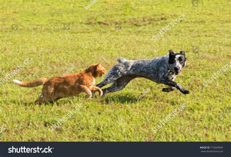 Dogs Chasing Animal: Over 9,738 Royalty-Free Licensable Stock Photos ...