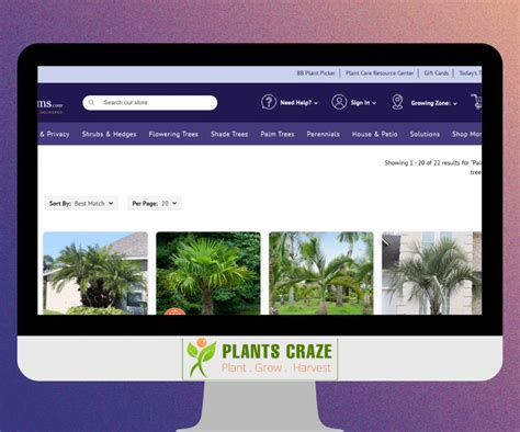 Where to Buy Palm Trees? - Plants Craze