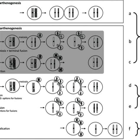 (PDF) Patterns and mechanisms in instances of endosymbiont-induced ...