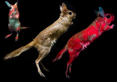 Springhares Are The Latest Mammals To Have Their Glow-In-The-Dark ...