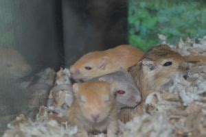 Baby Gerbils Sleeping by Spiremagus-Esquire on DeviantArt