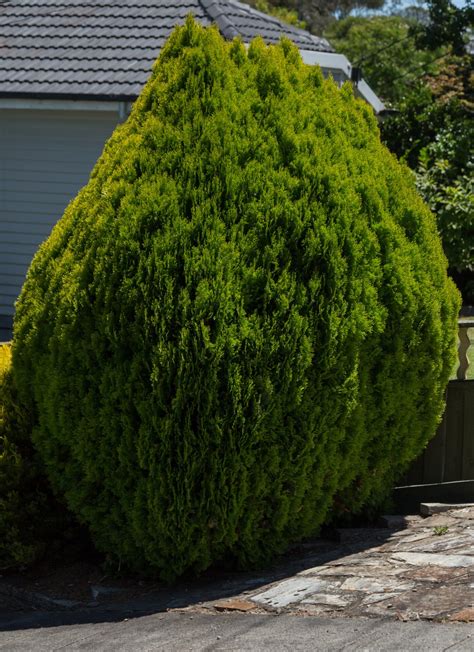 Thuja 'Golden Biota' Conifer 16" Pot - Hello Hello Plants