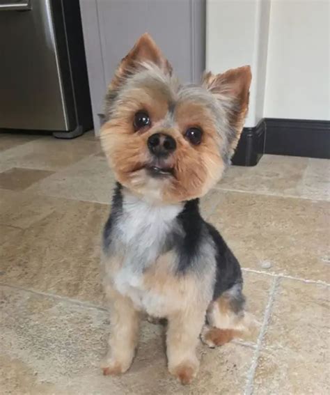 60 Best Yorkie Haircuts for Males and Females | The Paws