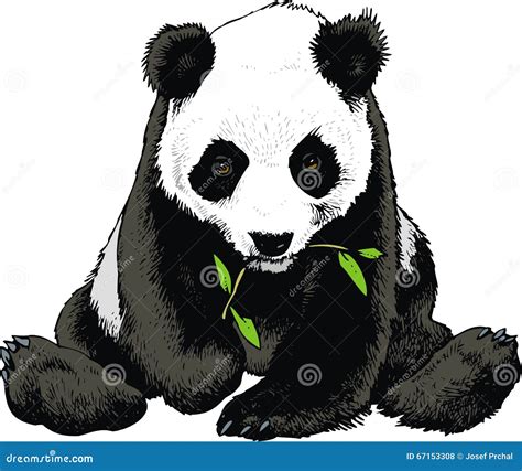 Panda Bear is Eating Bamboo Stock Vector - Illustration of cartoon ...