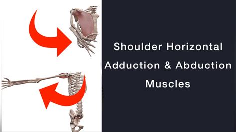 Shoulder Horizontal Adduction and Abduction Muscles | Quick Review ...