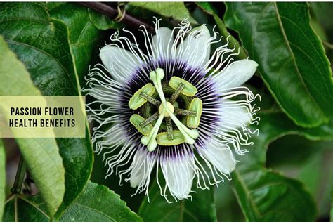 Passion Flower Benefits: Soothing The Passions Of Pitta Individuals