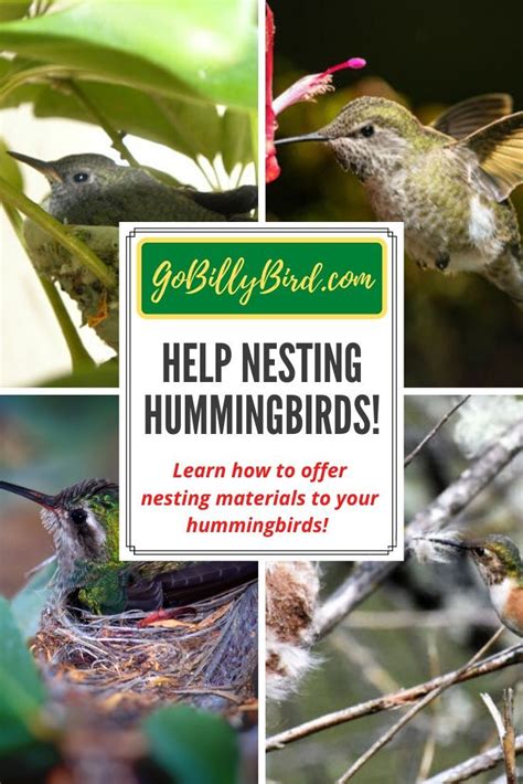 Help Nesting Hummingbirds! | Hummingbird nests, Hummingbird, Humming ...