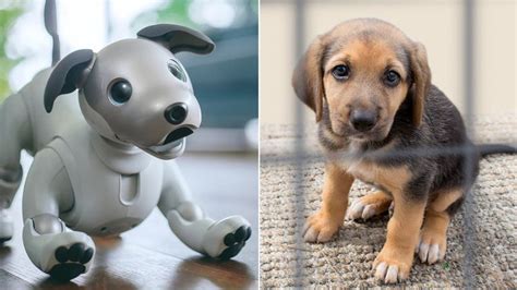 Who's the best boy? Robot pupper v real doggo | Science, Climate & Tech ...