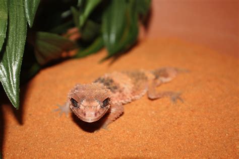 BANDED KNOB-TAILED GECKO - Reptile and Grow