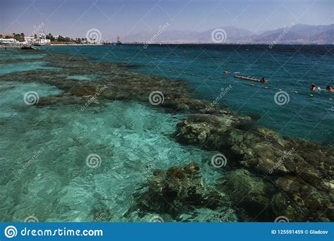 Coral Reef in the Gulf of Eilat Stock Image - Image of relax, holiday: 125591459