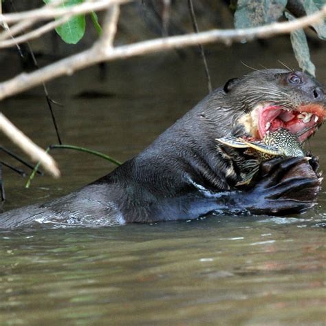 Giant River Otter Size Comparison