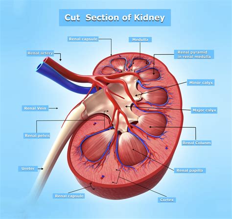 Kidney Endocrine Functions | Healthfully