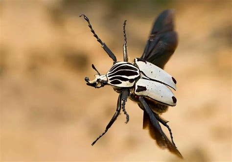 a black and white bug flying through the air