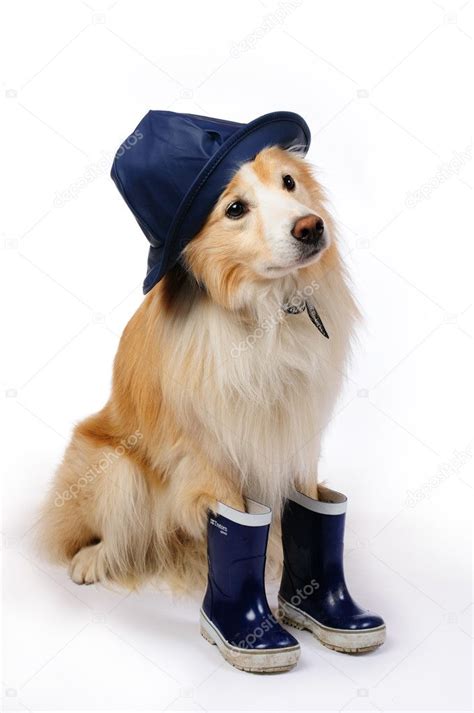 Dog with rain boots and hat — Stock Photo © karidesign #10452743