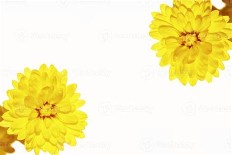 Colorful autumn flowers of chrysanthemum 9305847 Stock Photo at Vecteezy