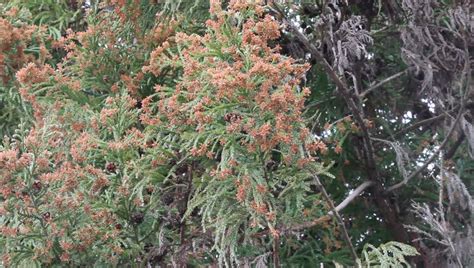 Cedar Tree, Cedar Pollen Stock Footage Video 2080094 - Shutterstock