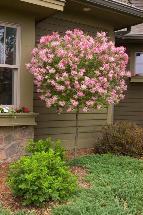 How to Plant and Care for Lilacs | Lilac tree, Lilac varieties, Flowering trees