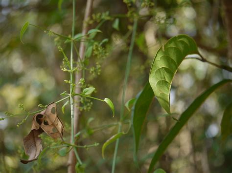 Manjishta (Oriya: ମଞ୍ଜିଷ୍ଠା) | Rubiaceae (madder, bedstraw, … | Flickr