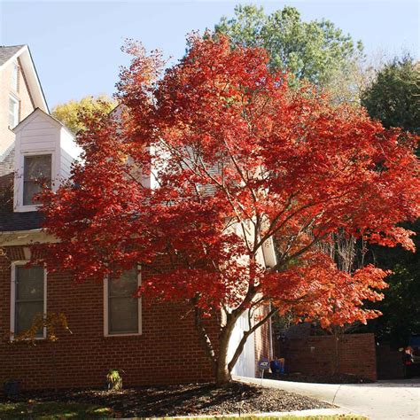 Red Japanese Maple Trees for Sale– FastGrowingTrees.com