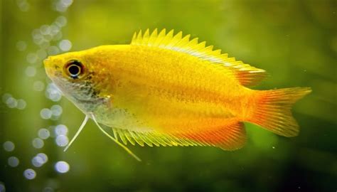 The Ultimate Honey Gourami Care Guide | Fishkeeping Advice