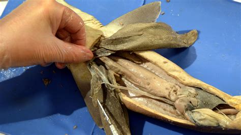 Dissection 101 | Dogfish Shark Dissection Video: Male | PBS LearningMedia