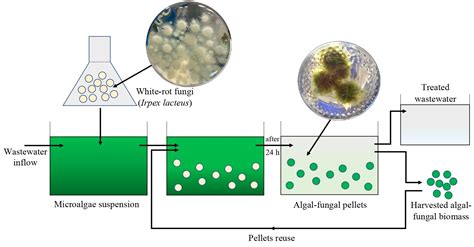 JoF | Free Full-Text | Microalgae Harvesting after Tertiary Wastewater Treatment with White-Rot ...