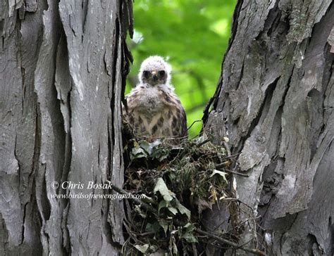 red shouldered hawk nest | Birds of New England.com