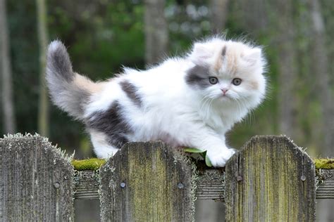 Very Cute Kitten Wallpaper - WallpaperSafari