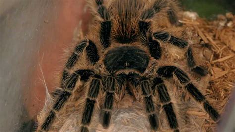 How to Treat a Tarantula Bite or Rash Caused by Tarantula - Howcast