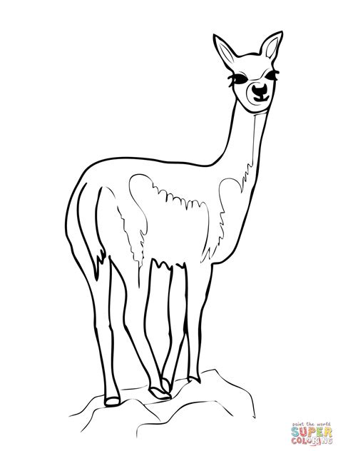 Vicuña (Vicugna) coloring page | Free Printable Coloring Pages