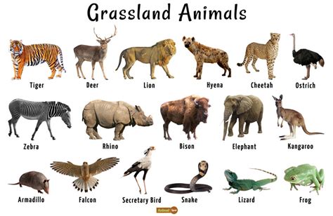 animals found in grassland habitat of south africa - Google Search | Animal habitats, Grassland ...