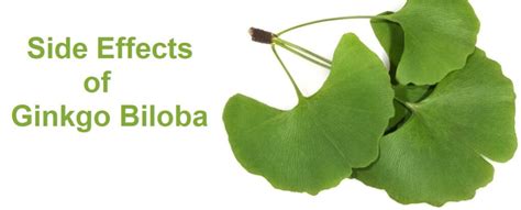 What are The Repercussions of Taking Ginkgo Biloba? - InternationalDrugMart