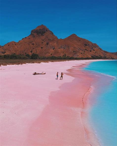 Pink beach komodo island - pulau komodo Colourful unreality! Tag ...